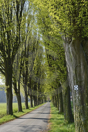 Ahornweg am Beutling