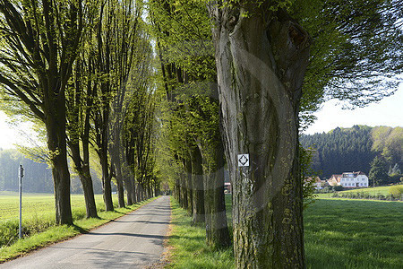 Ahornweg am Beutling