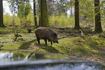 Wildschwein