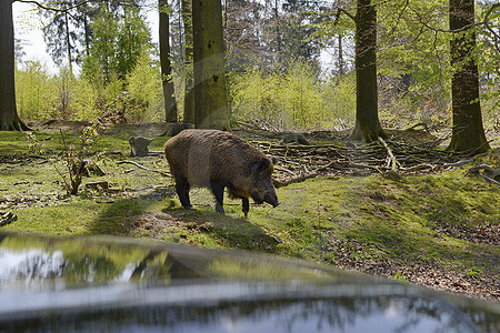 Wildschwein