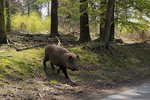 Wildschwein