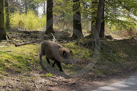 Wildschwein