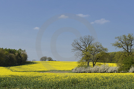 Landschaft imit Raps