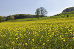 Landschaft im Zittertal