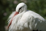 Weissstorch