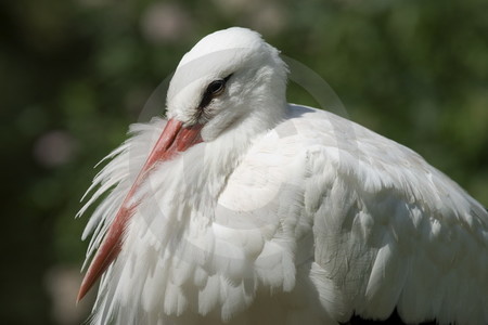 Weissstorch