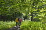 Wanderer im Buchenwald