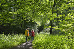 Wanderer im Buchenwald