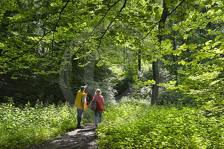 Wanderer im Buchenwald