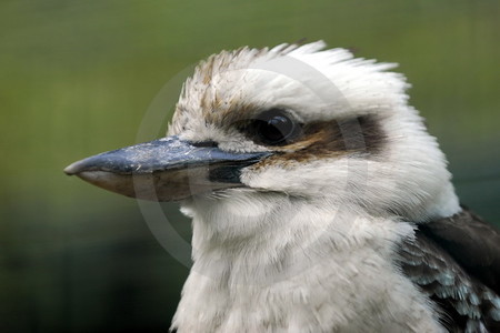 Lachender Hans