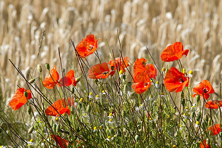 Klatschmohn