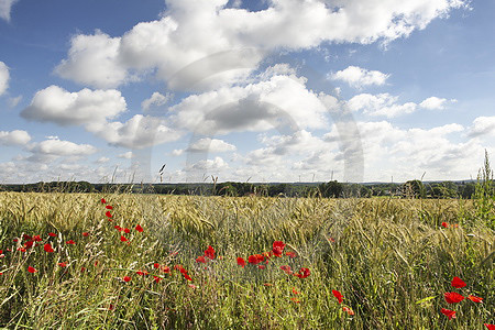 Sommer-Landschaft