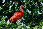 Der Scharlachsichler (Eudocimus ruber), auch Roter Ibis, Scharlach-Ibis und Roter Sichler genannt, gehört zur Unterfamilie der Ibisse (Threskiornithinae).