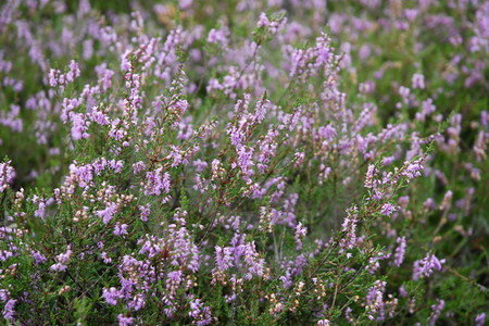 Ellerndorfer Wacholderheide