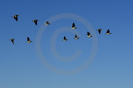 Fliegende Wildgänse