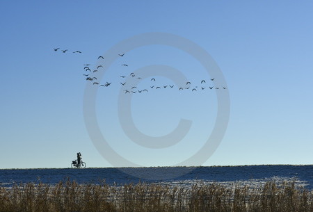Fliegende Wildgänse