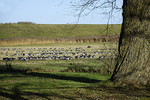 Rastende Wildgänse