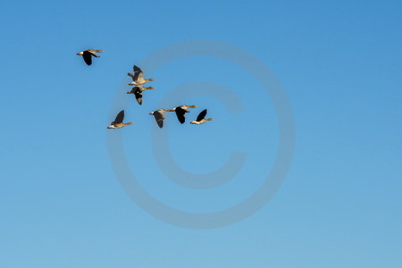 Fliegende Graugänse