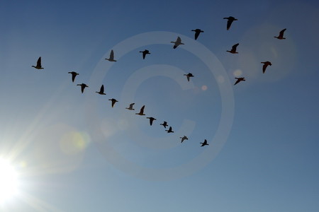 Fliegende Wildgänse
