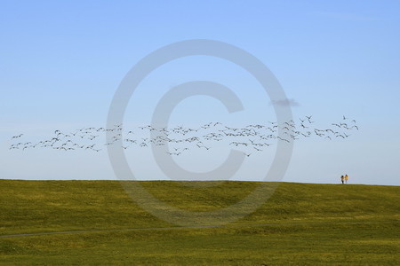 Fliegende Wildgänse