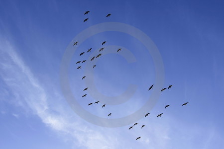 Fliegende Wildgänse
