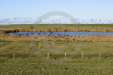 Fliegende Wildgänse