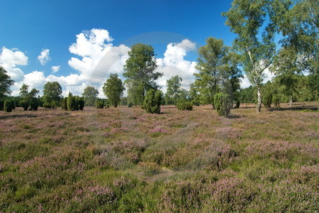 Ellerndorfer Wacholderheide