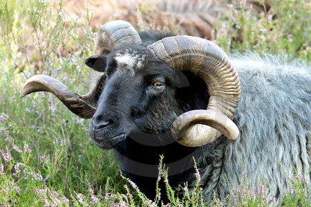 Heidschnucken