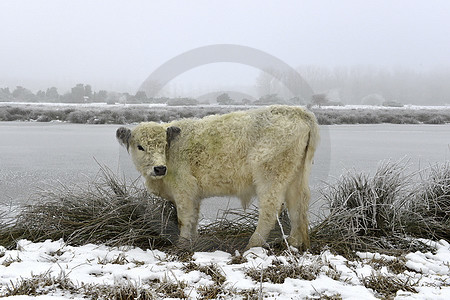 Galloway-Rind weiss