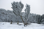 Wacholder im Winterkleid