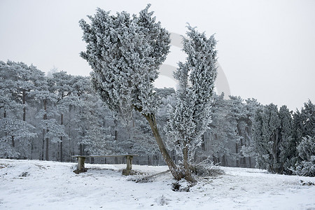 Wacholder im Winterkleid