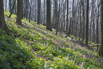 Frühling im Freeden