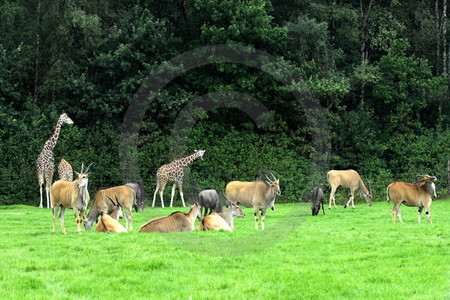 Serengeti Park Hodenhagen