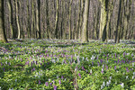 Frühling im Freeden