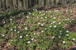 Frühling im Buchenwald