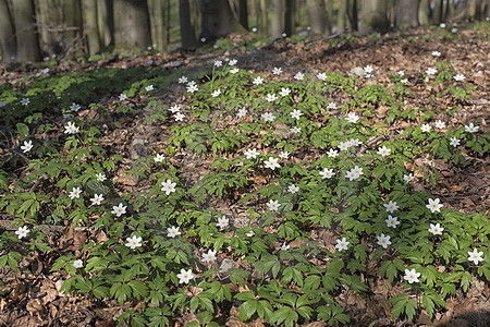 Frühling im Buchenwald