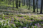 Frühling im Freeden