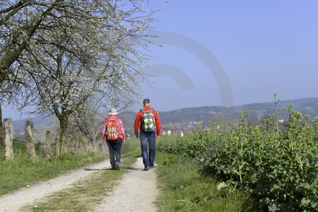 Kirschblüte in Hagen