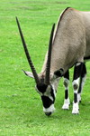 Oryx-Antilope