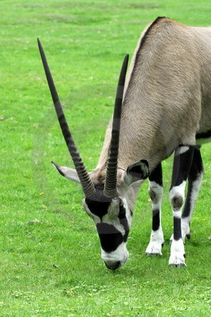 Oryx-Antilope