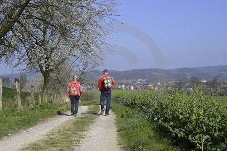 Kirschblüte in Hagen