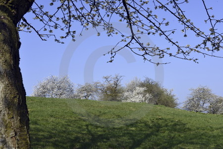 Kirschblüte in Hagen