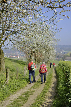 Kirschblüte in Hagen