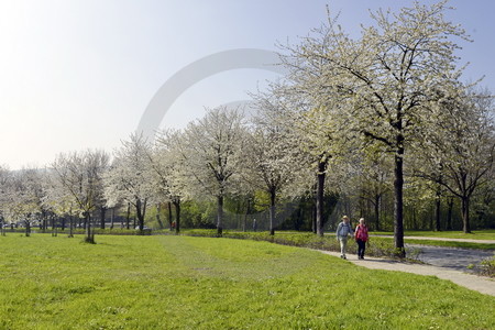 Kirschblüte in Hagen