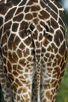 Nubische Giraffe