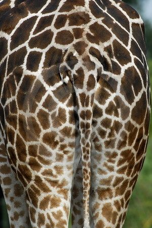 Nubische Giraffe