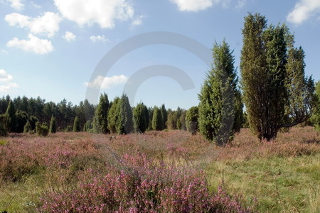 Wacholderwald Schmarbeck