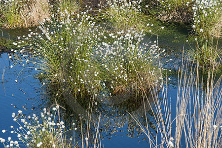 Fruchtendes Wollgras