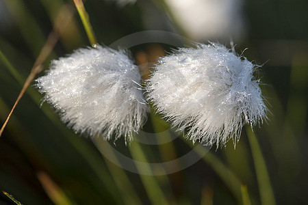 Fruchtendes Wollgras