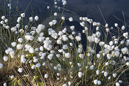 Fruchtendes Wollgras